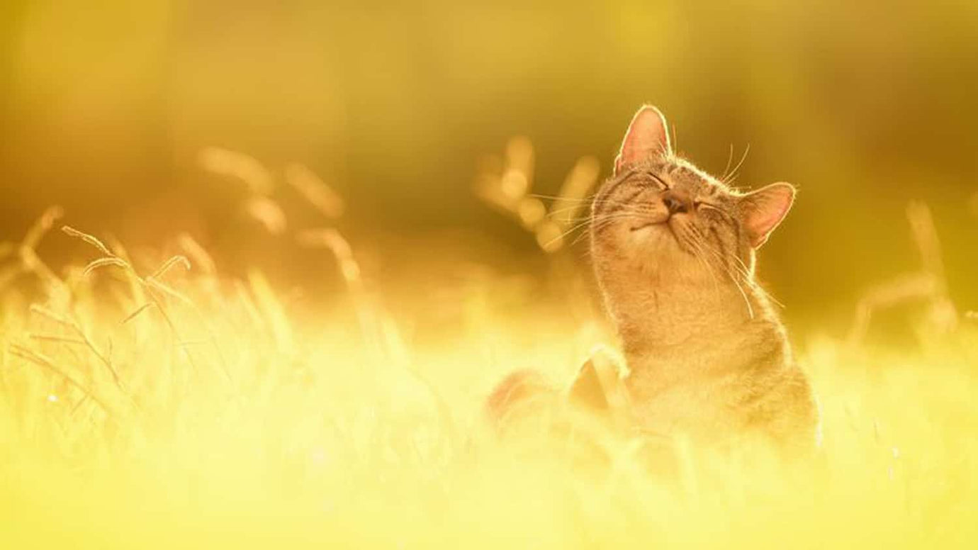 hay fever in cats