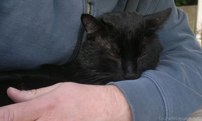 cats beat stress