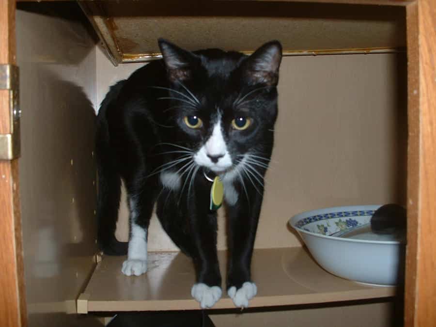 Cat In Cupboard