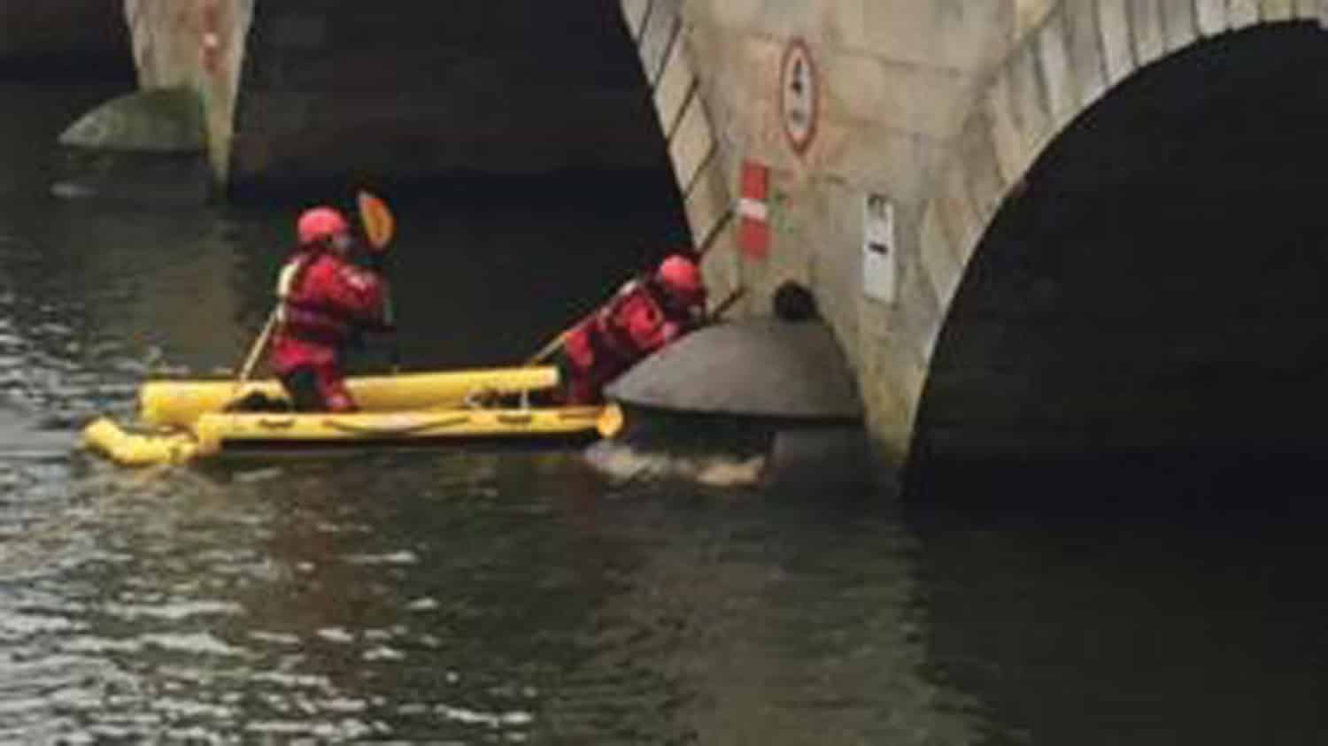 cat rescued