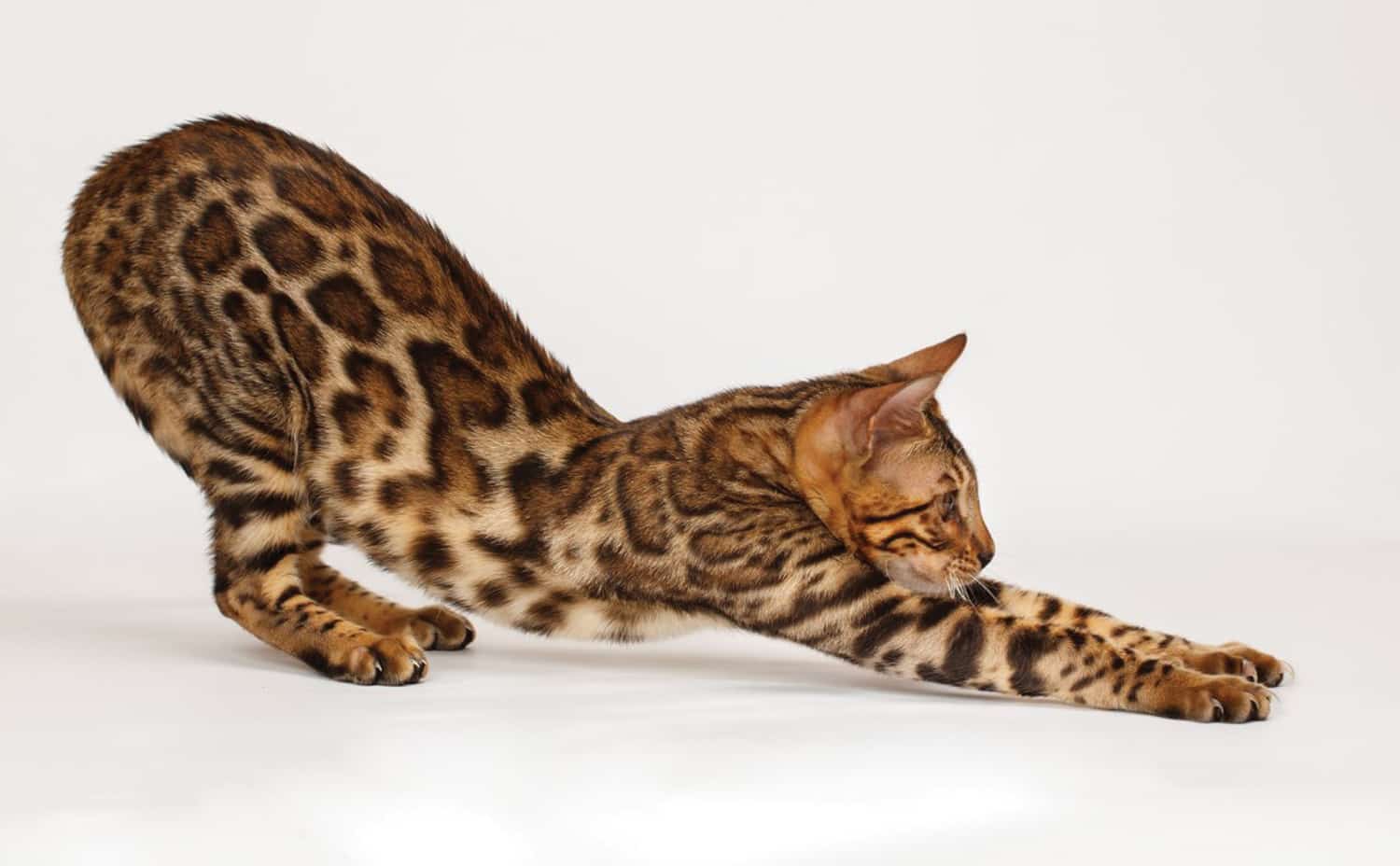 Fascinating cats