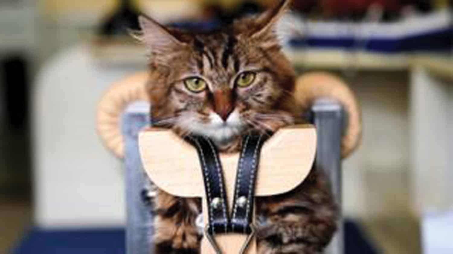 pet acupuncture