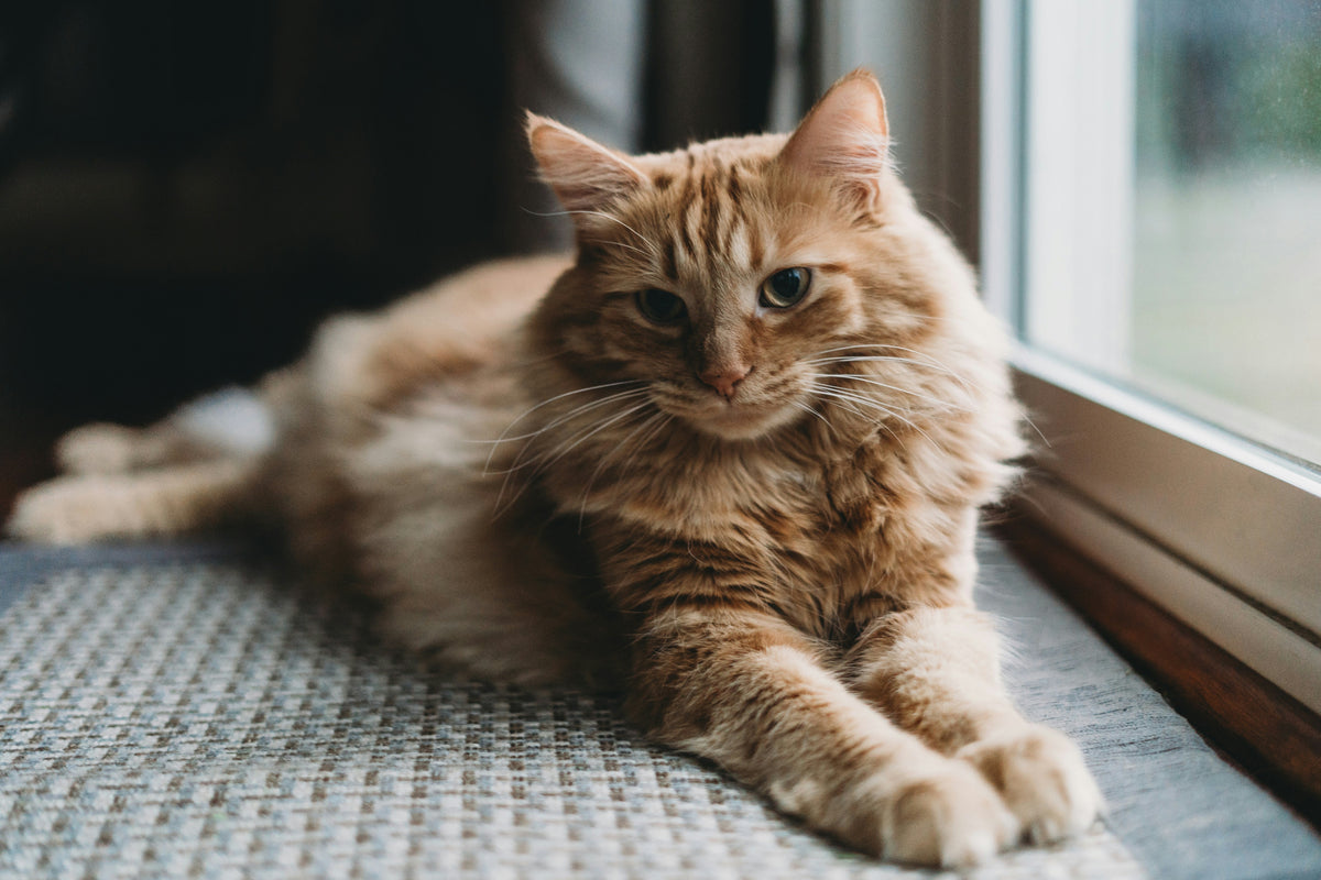 Older cats: Long in the tooth, not short on sass