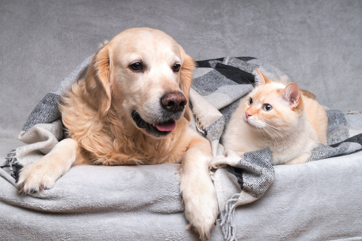 Can cats and dogs live in harmony?