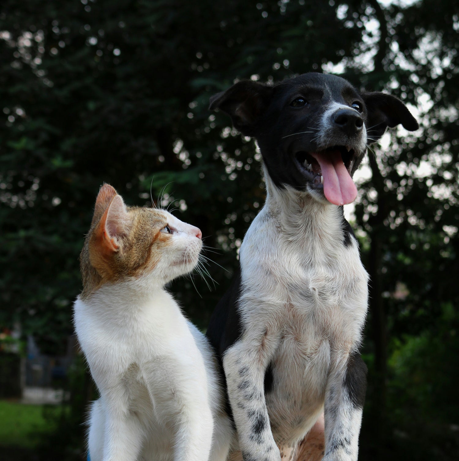 Millions of pet owners are convinced their cats and dogs can talk back to them