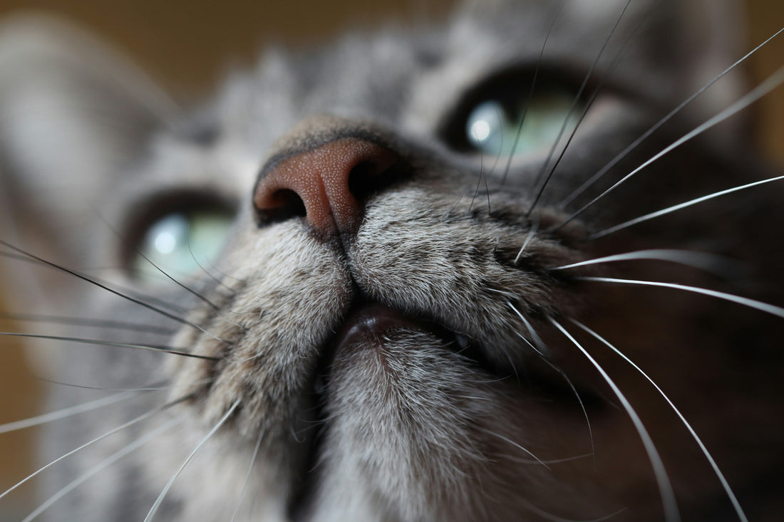 Fantastic felines! 22 fun facts about cats you may not know