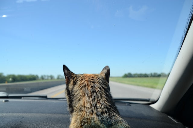 Tips for traveling with your cat – with printable packing list!