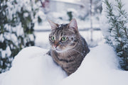 Winter Cat Care