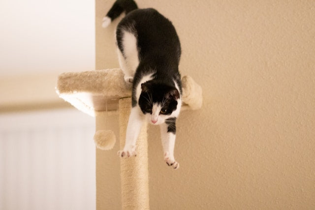 How do cats survive a fall from great heights?
