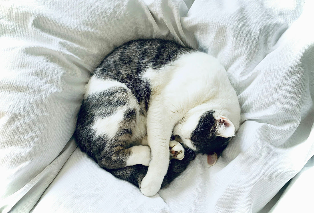 The sweet reason cats fall asleep by your feet