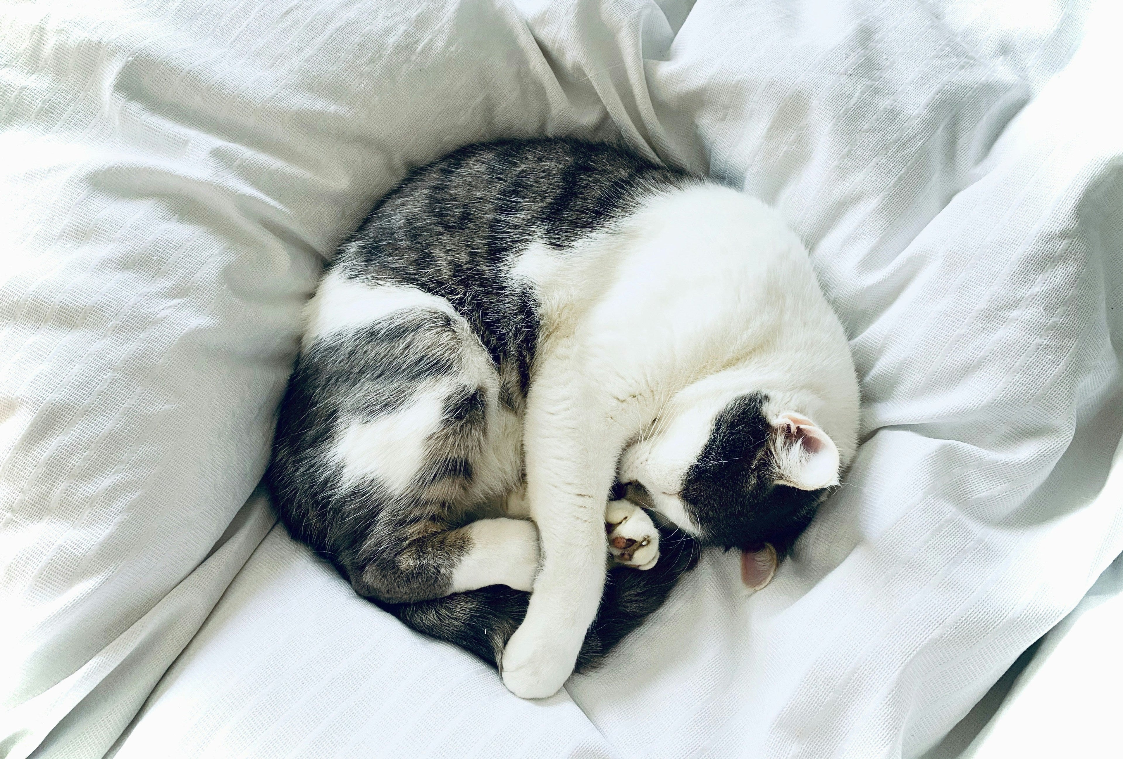 The sweet reason cats fall asleep by your feet