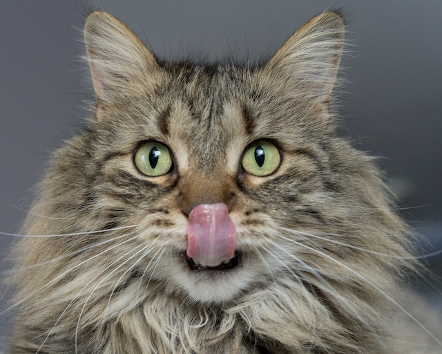 Purrfection in Every Bite: 3 Homemade Cat Treat Recipes