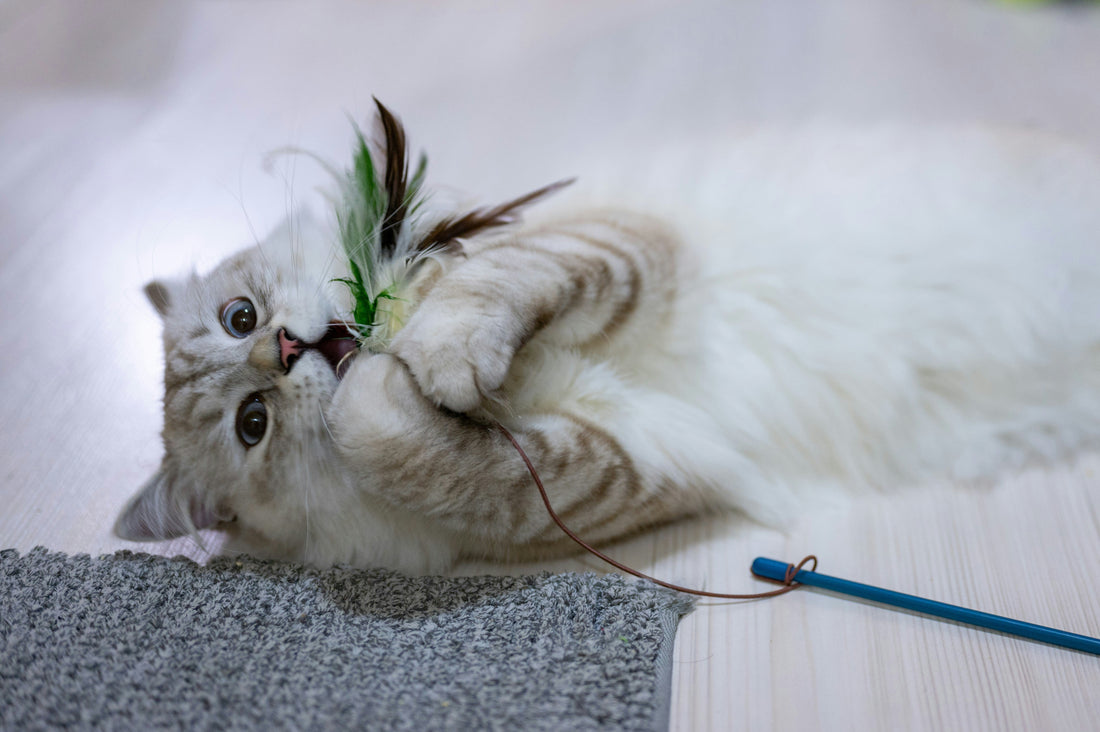 Playing with your cat