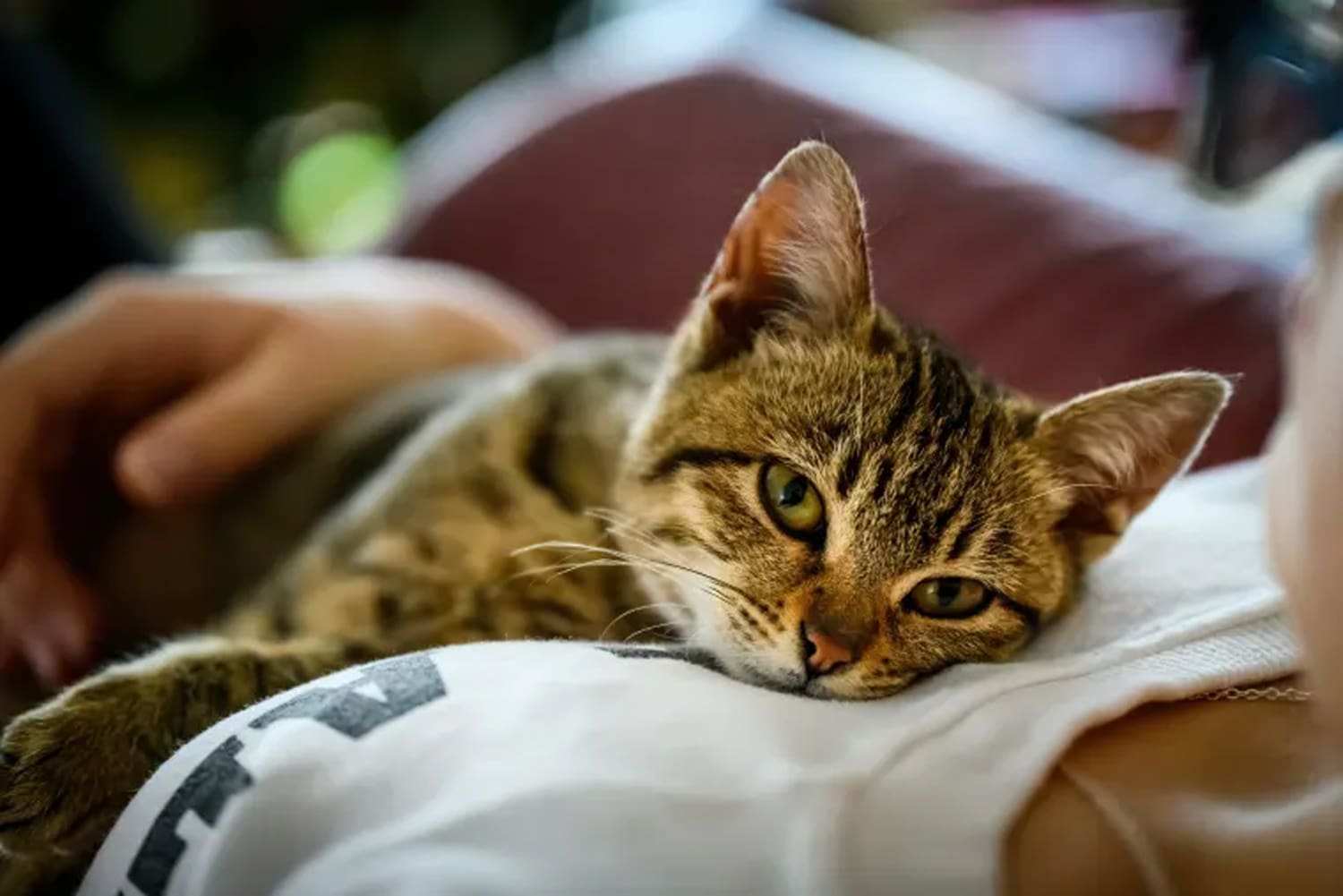 cats remember