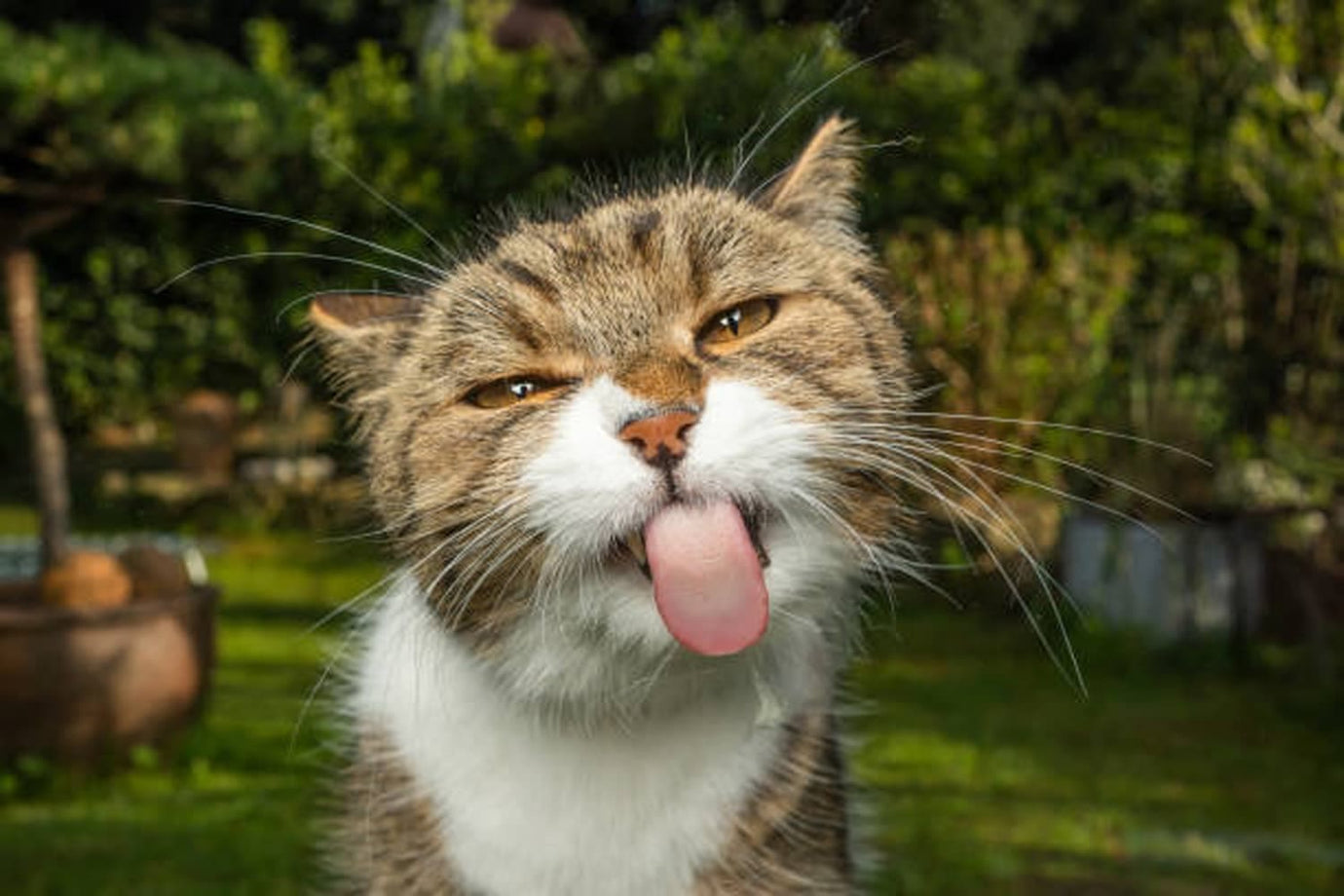 Cats tongue