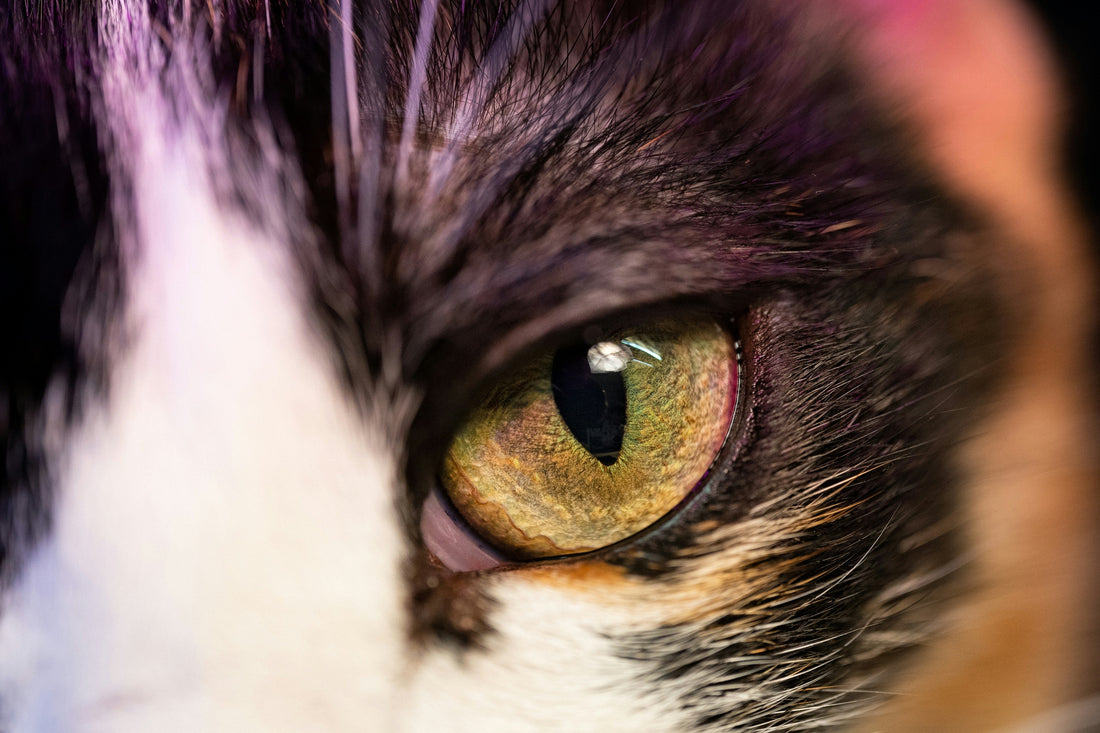 Why Do Cats Have Vertical Pupils?