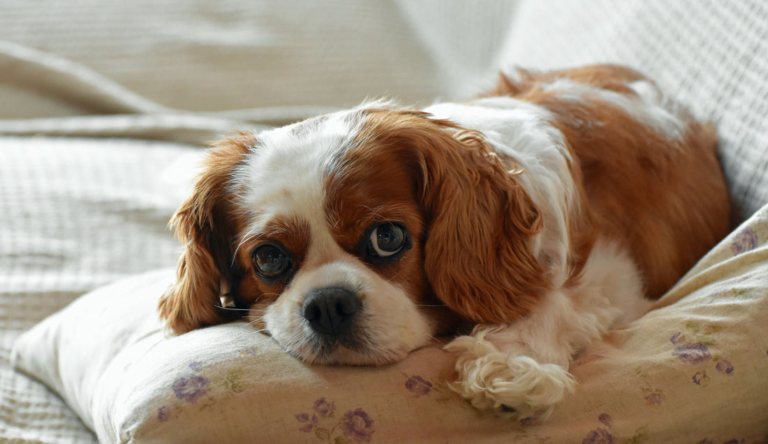 Dream doggies: Dog breed that's the 'easiest' for first-time owners - not Border Collie or Pug