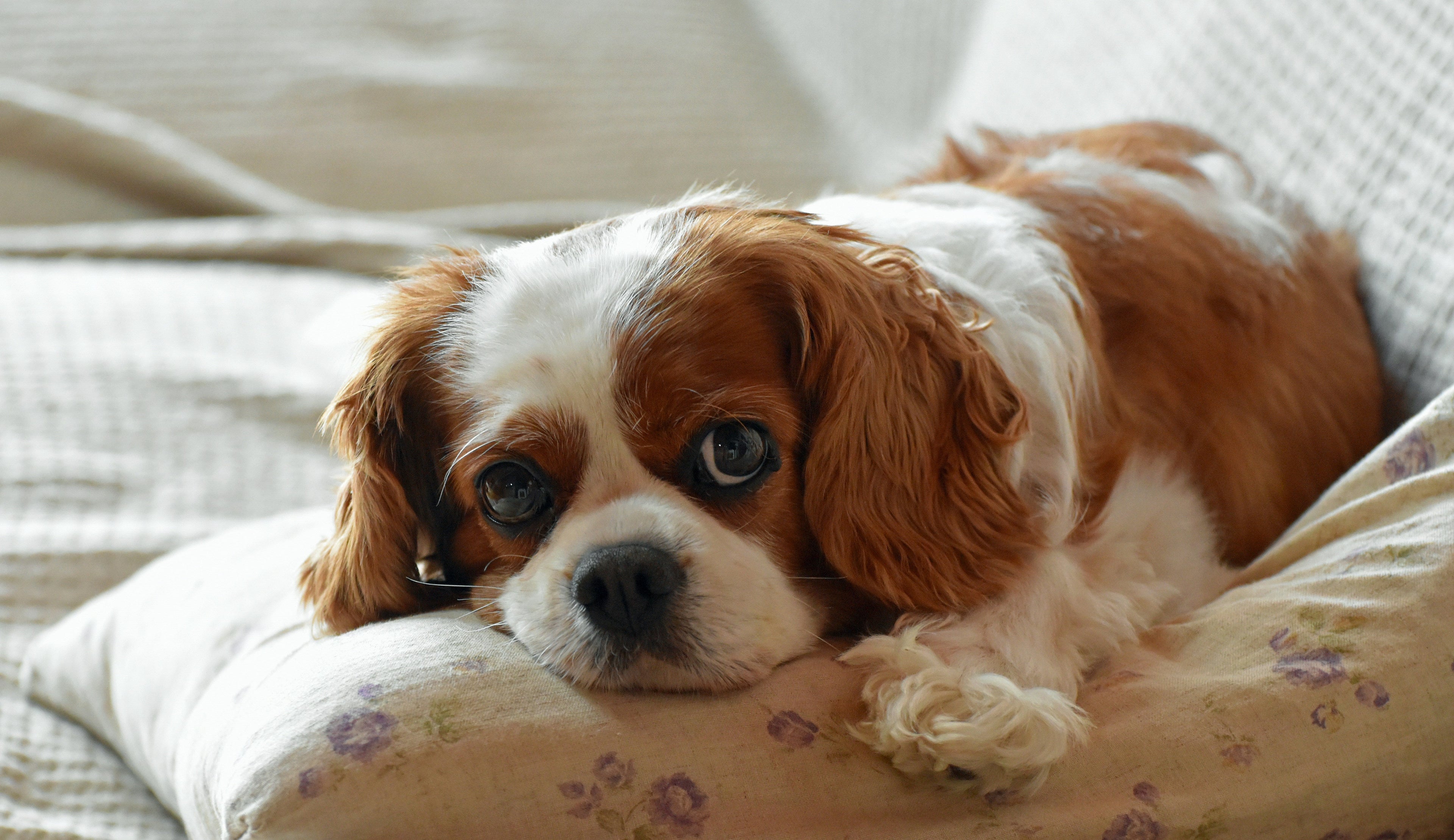 Dream doggies: Dog breed that's the 'easiest' for first-time owners - not Border Collie or Pug