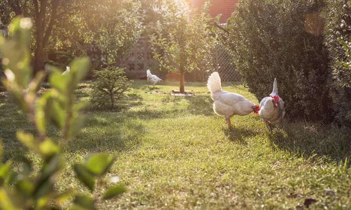 Chickens are silly, clumsy birds - but they’re adorable