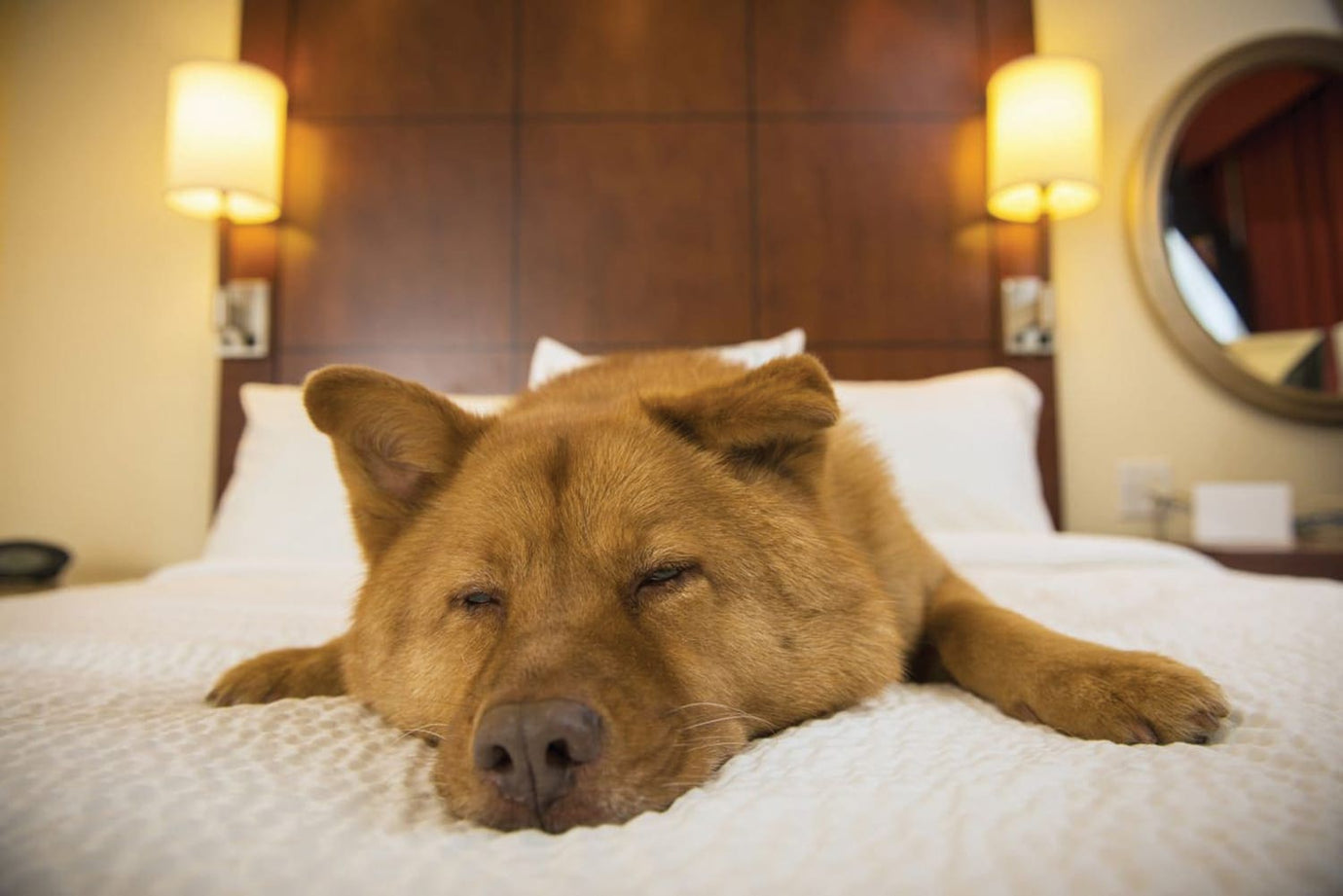 shiba laying on hotel bed