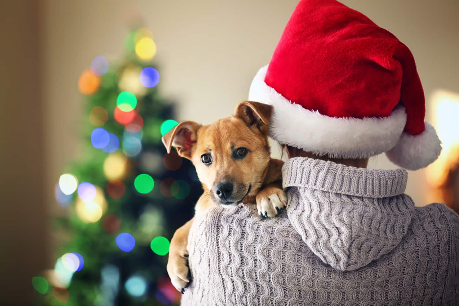 Christmas pet Care