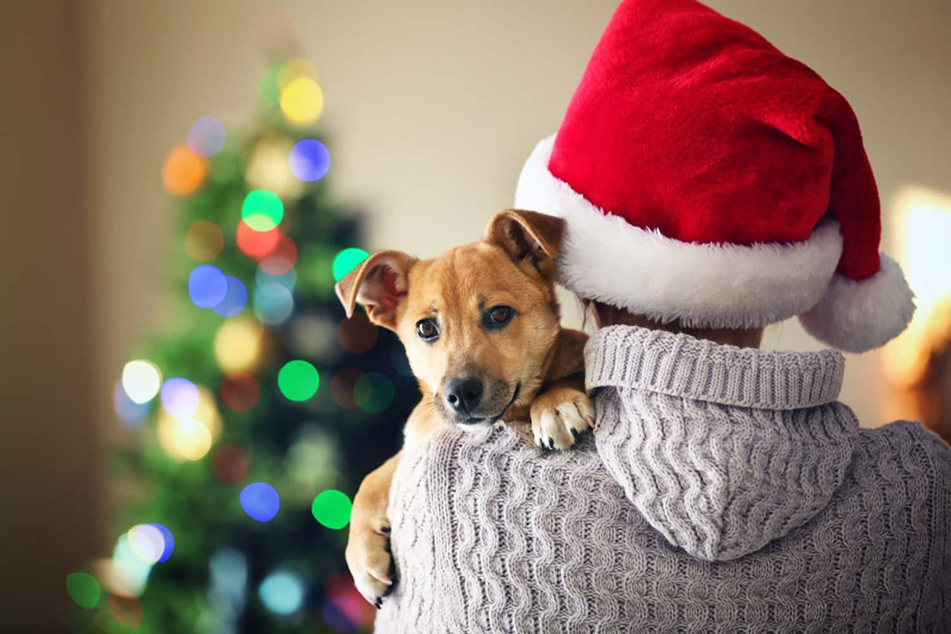 Christmas pet Care