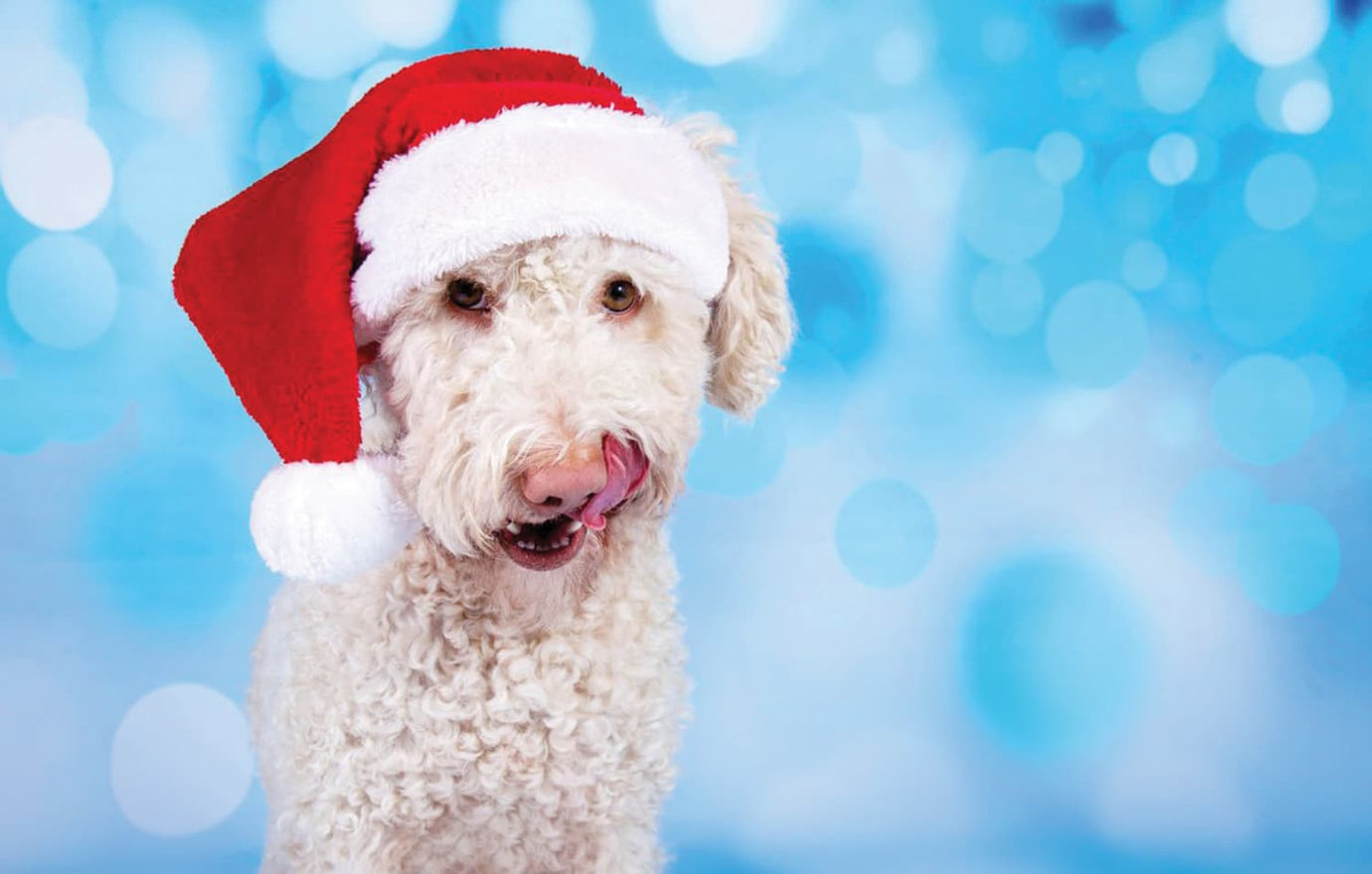 Christmas White labradoodle