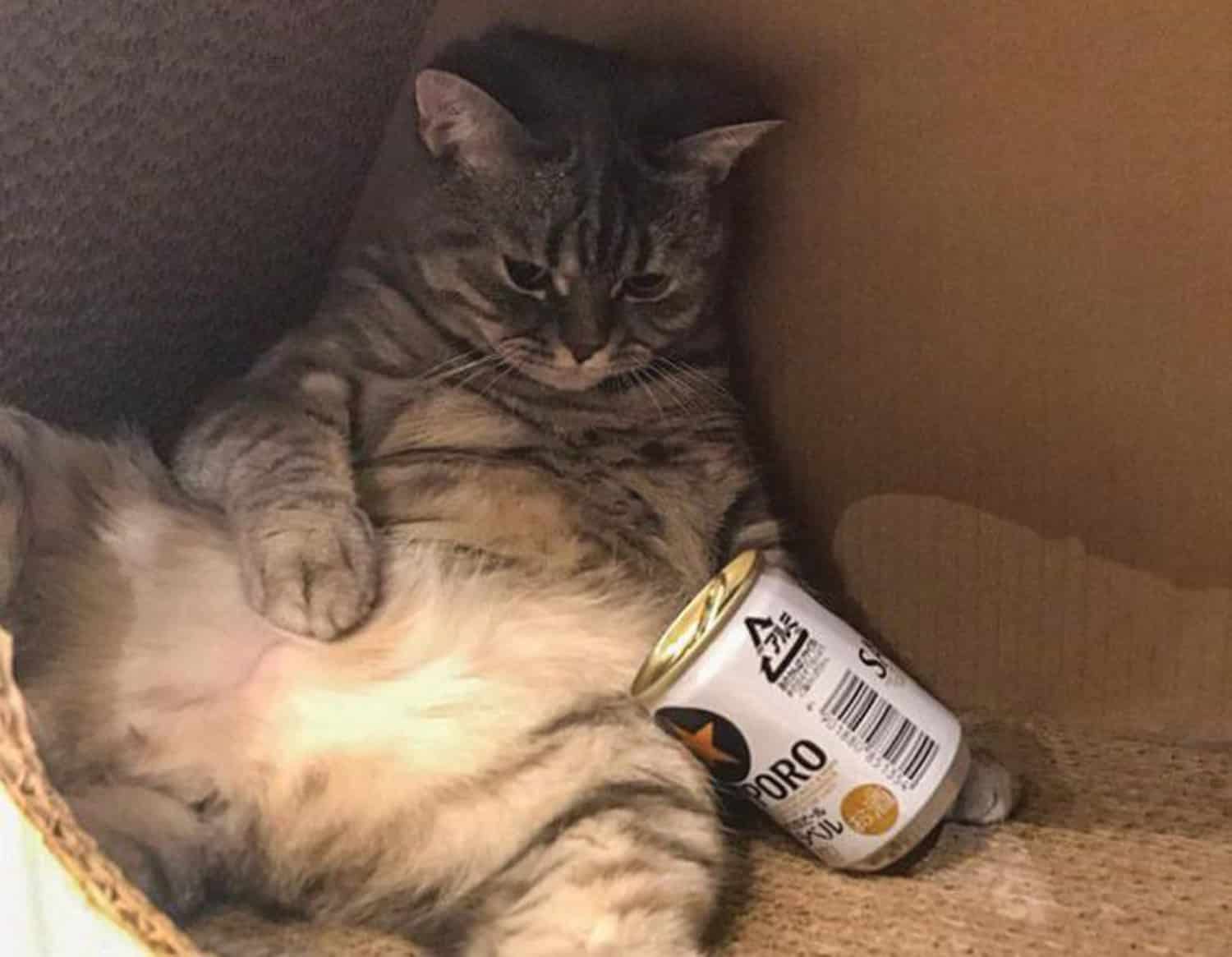 chubby cat