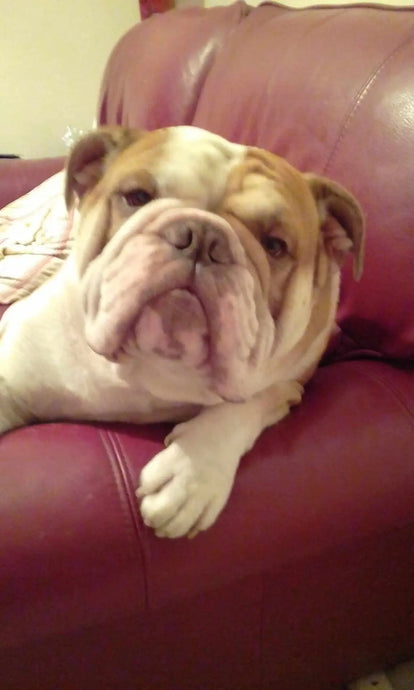 Bhuaigh Chumley! Iúil 2020