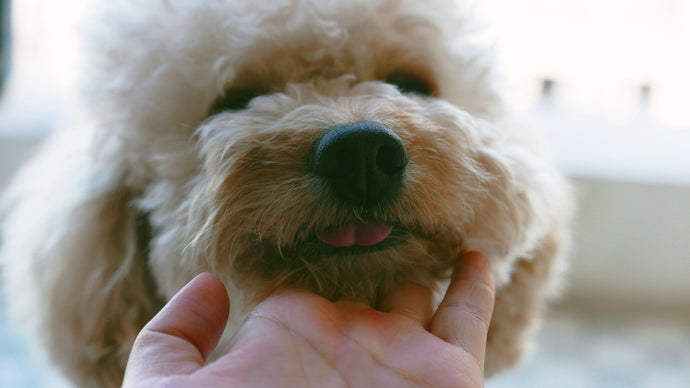 Coconut oil: Why you should be putting this on your dogs at the moment - and it’s not to make them smell a bit nicer either