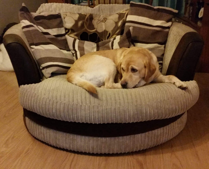 Clwb Coler Gwledig 31 Ionawr 2021