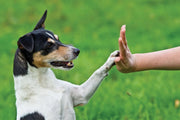 jack russel shows dogs language command