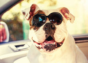 pit bull with glasses