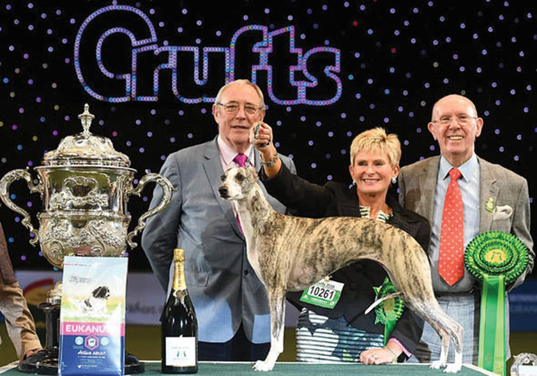 Cruffys Crufts 2018: Whippet wins Best in Show closely followed by gundog poin ...