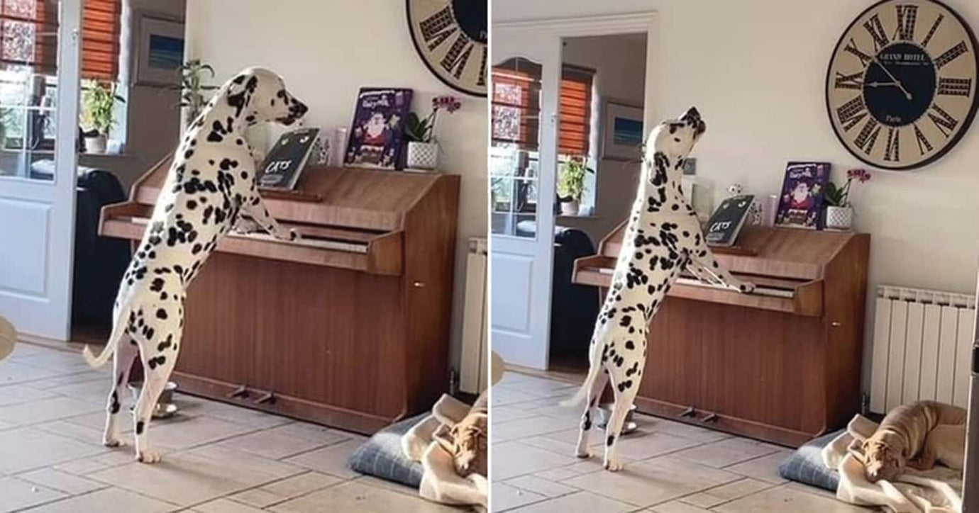 piano Dalmatian