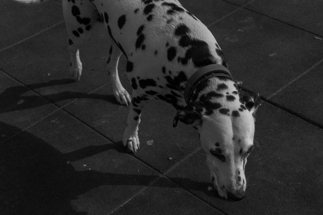 Why is Crufts Controversial?