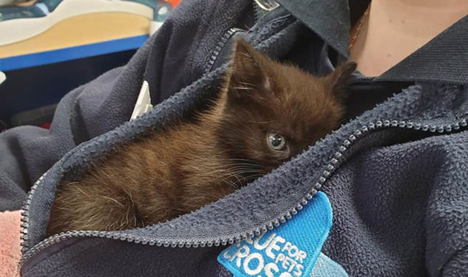 kitten in owners sweater