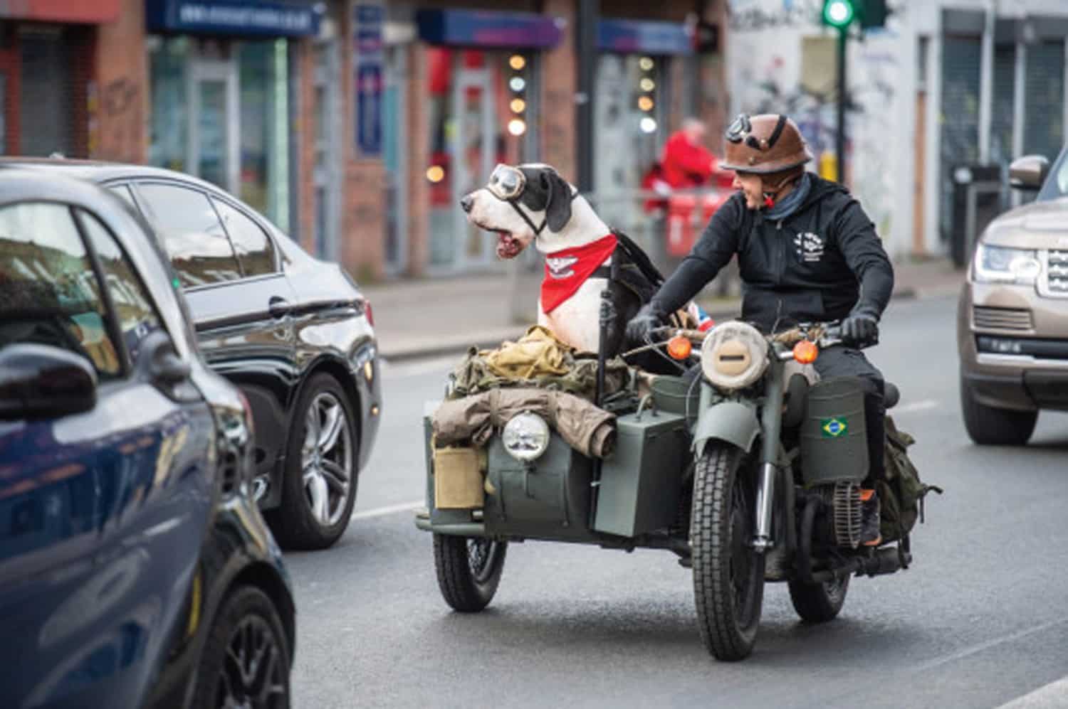 Ride on the wild side! Meet the Great Dane who loves to ride around in ...