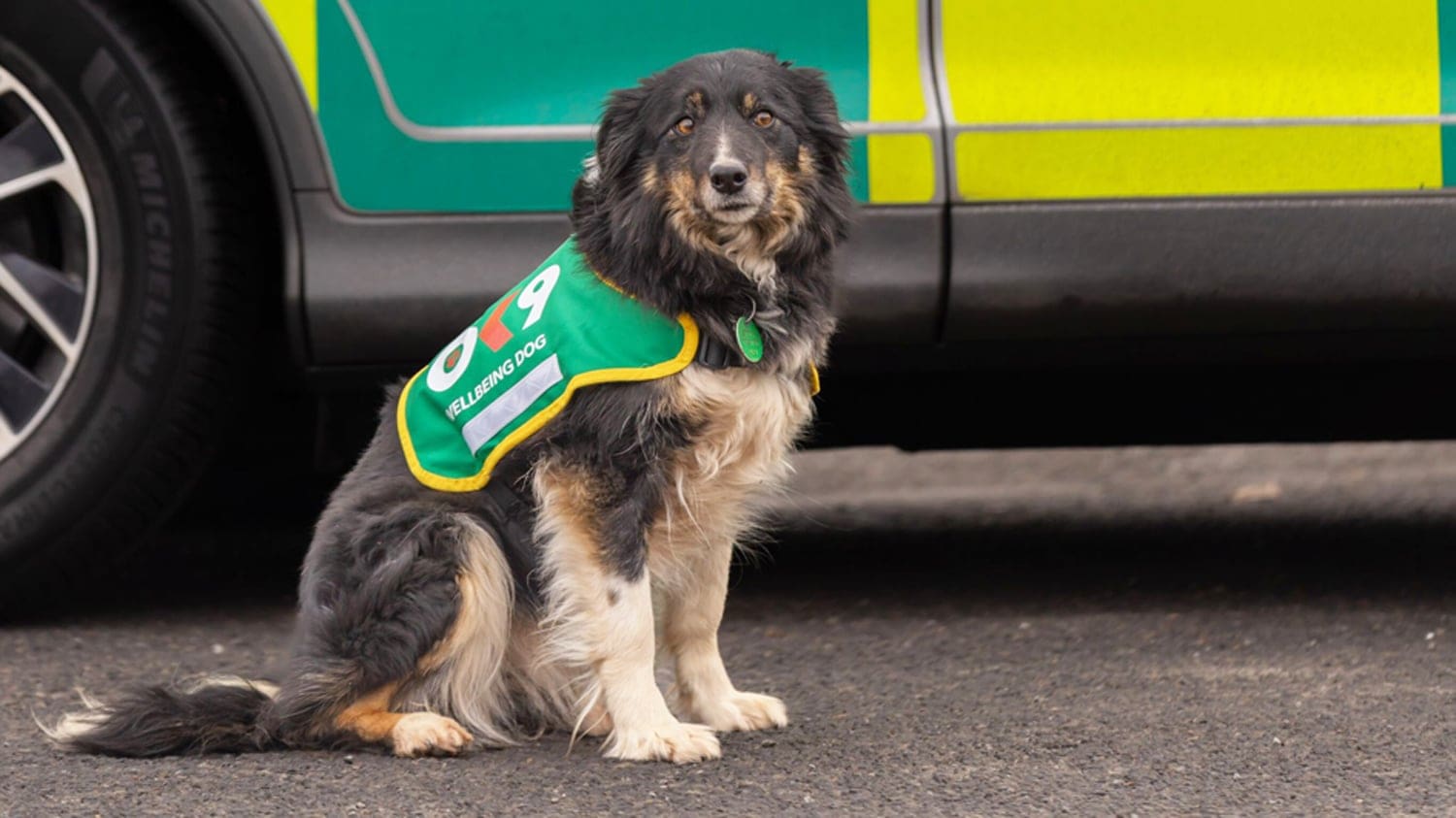 wellbeing dog