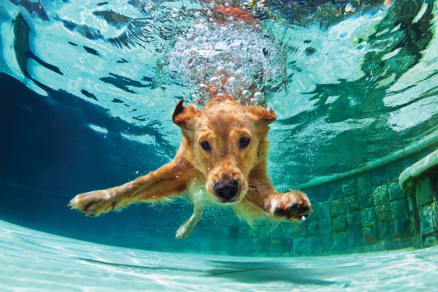 dog swimming under water 