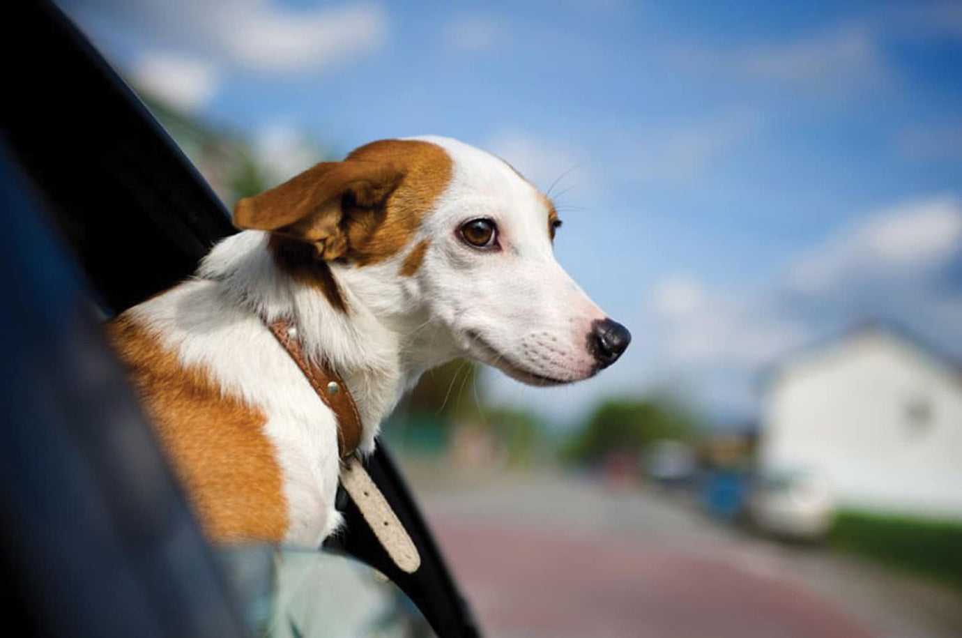 Dogs enjoy fresh air out of a car window