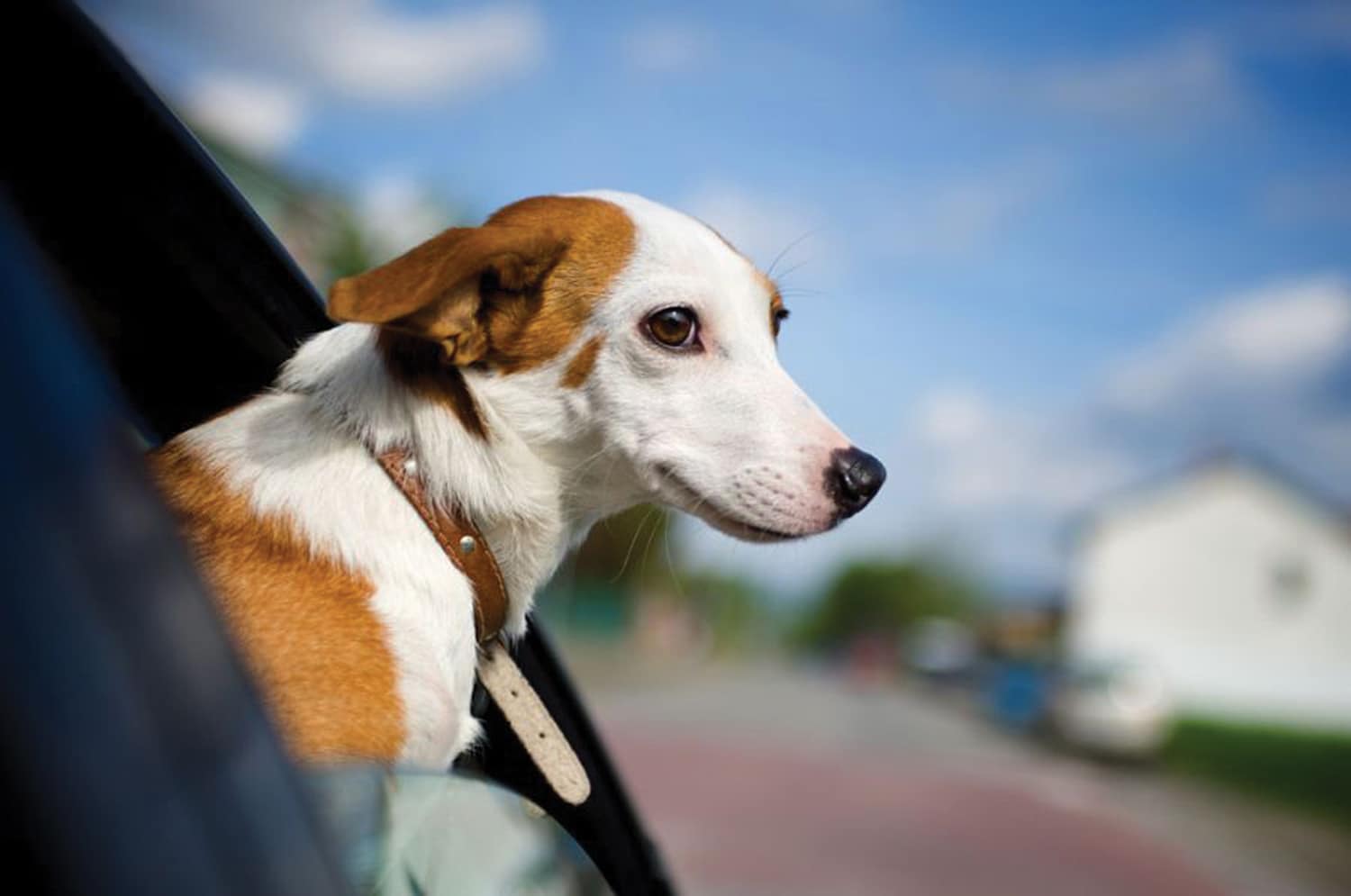 Dogs enjoy fresh air out of a car window