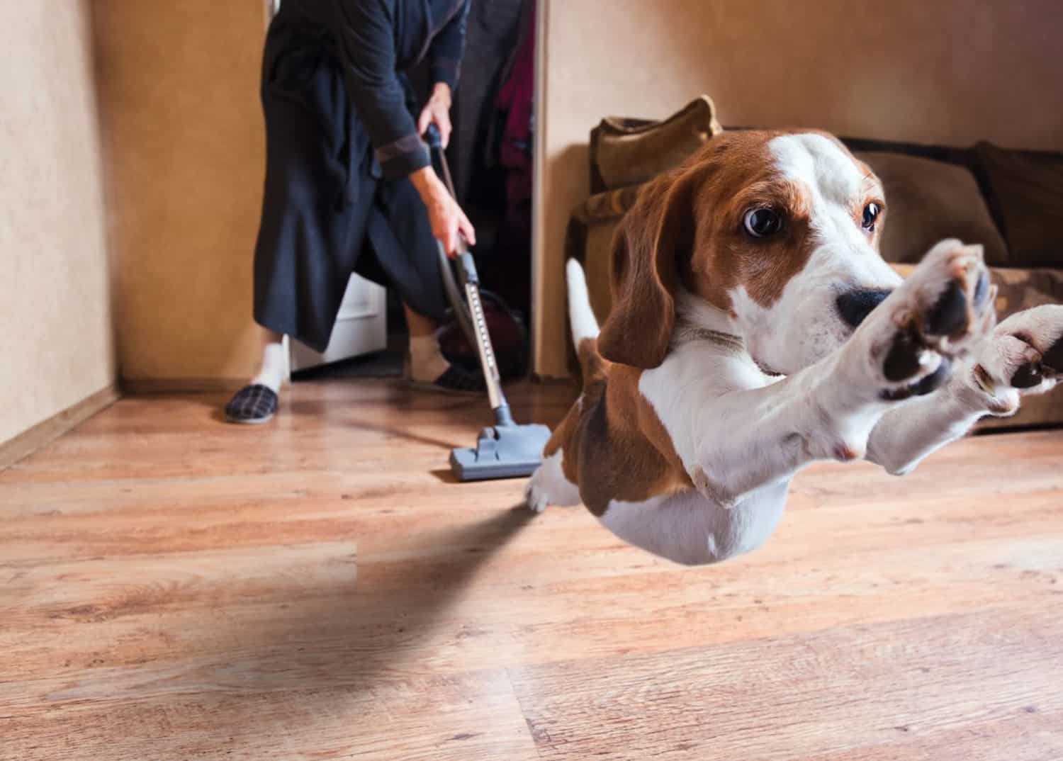 vacuum cleaner