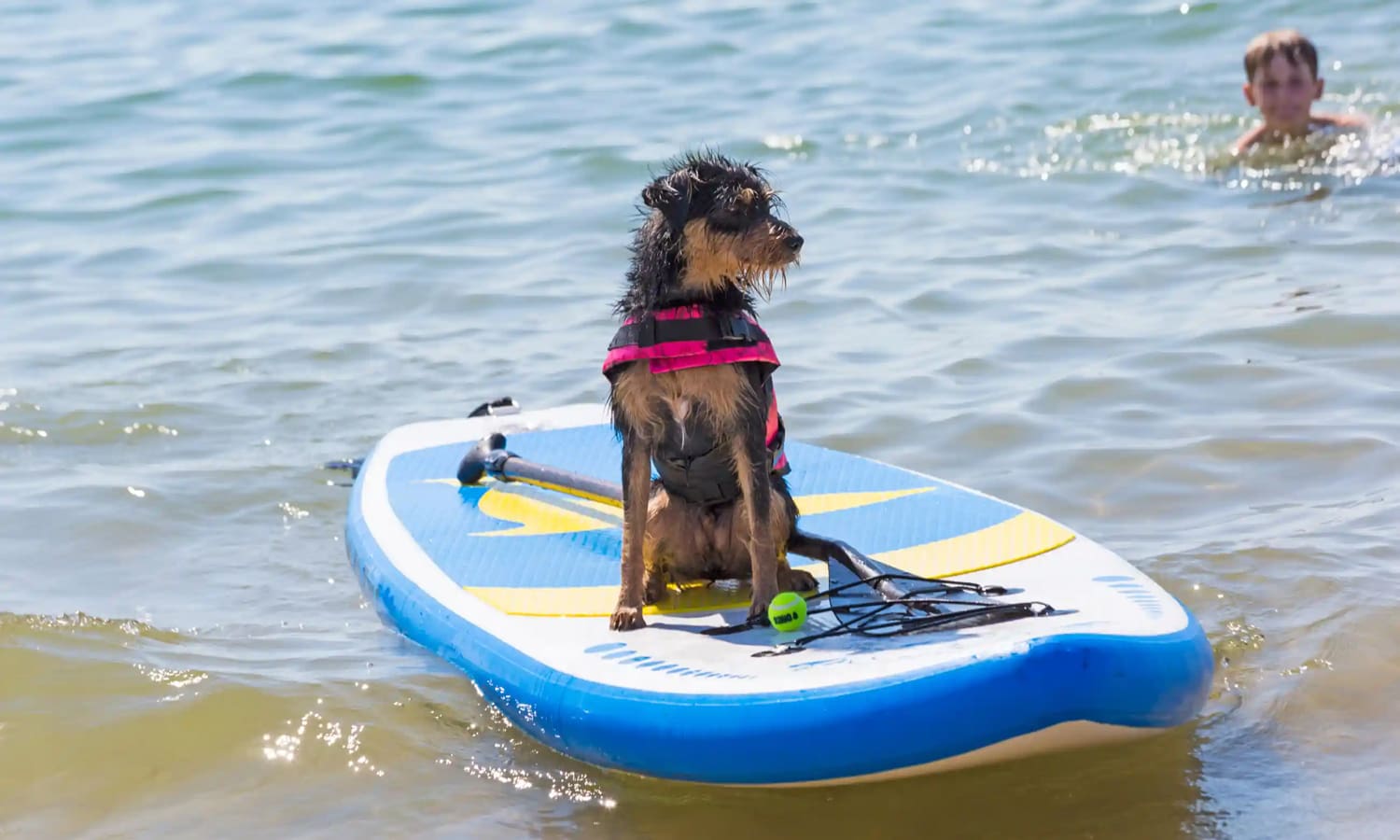 surfer dog dog-friendly beach