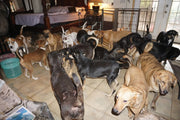 bedroom filled with dogs