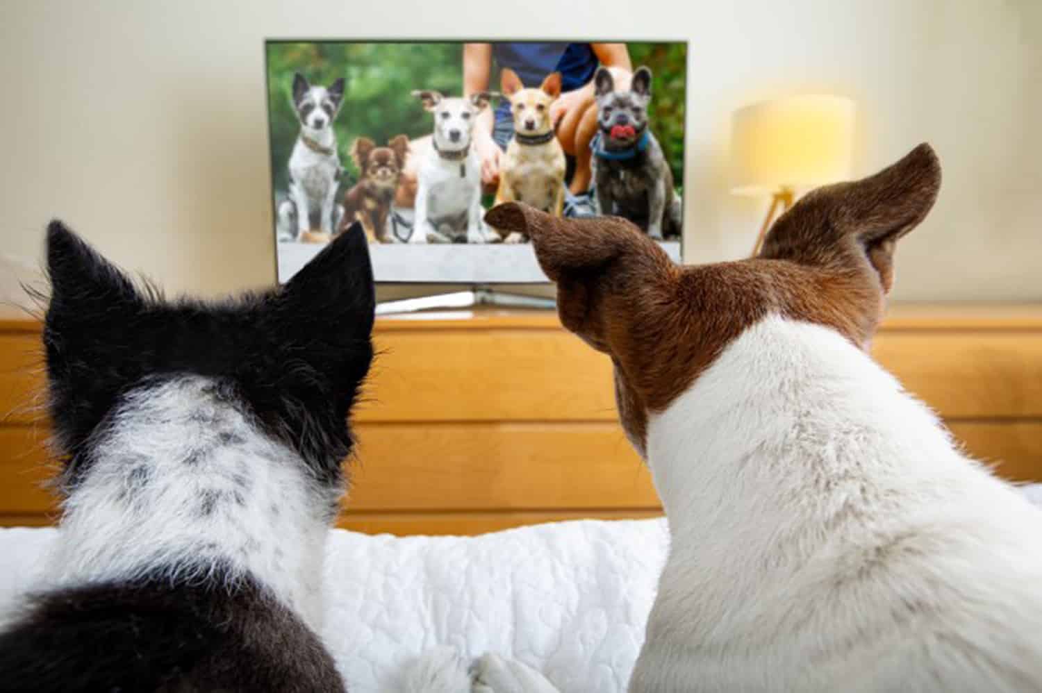 tv for dogs