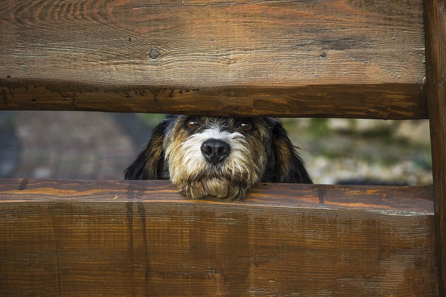 How to stop your dog escaping from the garden – My Pet Matters