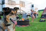 Dog in camping