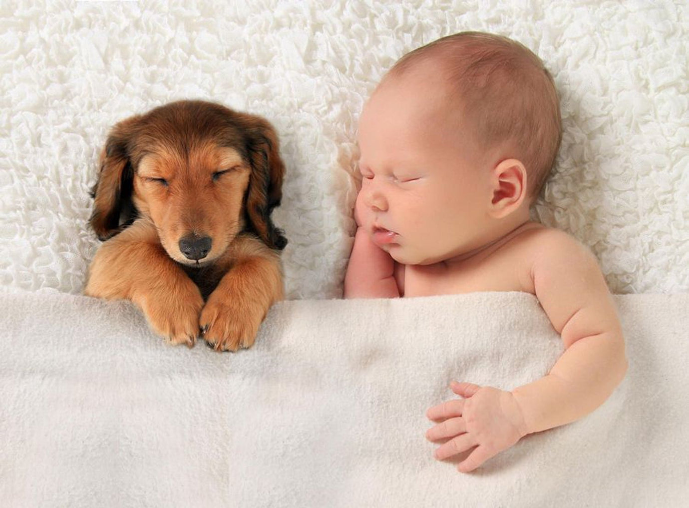 introduce your dog to a new baby