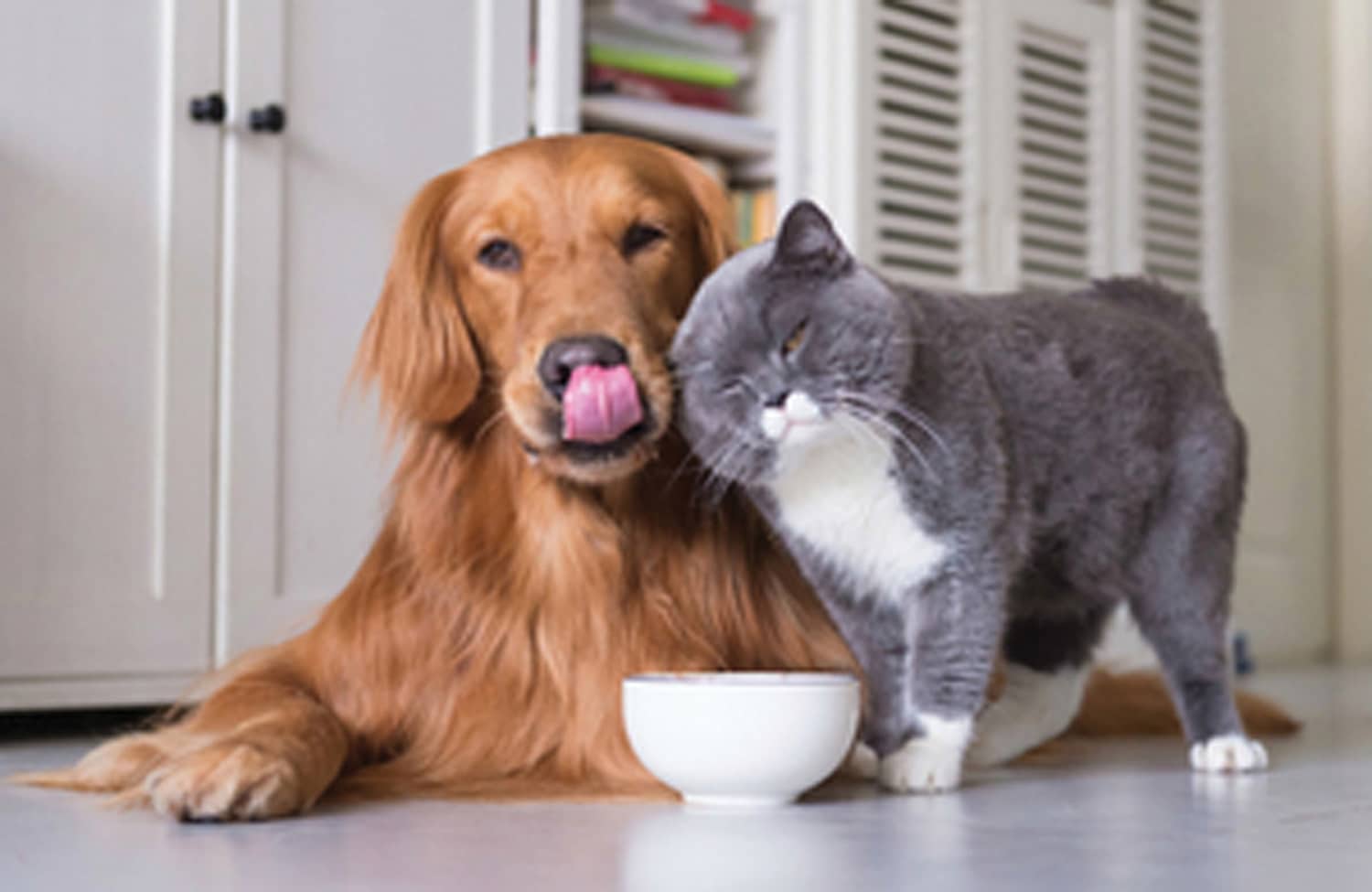 brown golden retriever cuddling with british shorthair cat